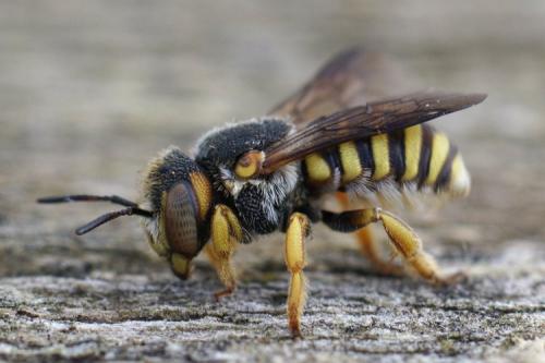 Réf. 270 204 : Anthidium sp.